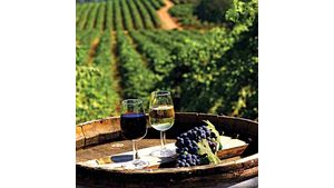 Виноделие и винный туризм #П0047